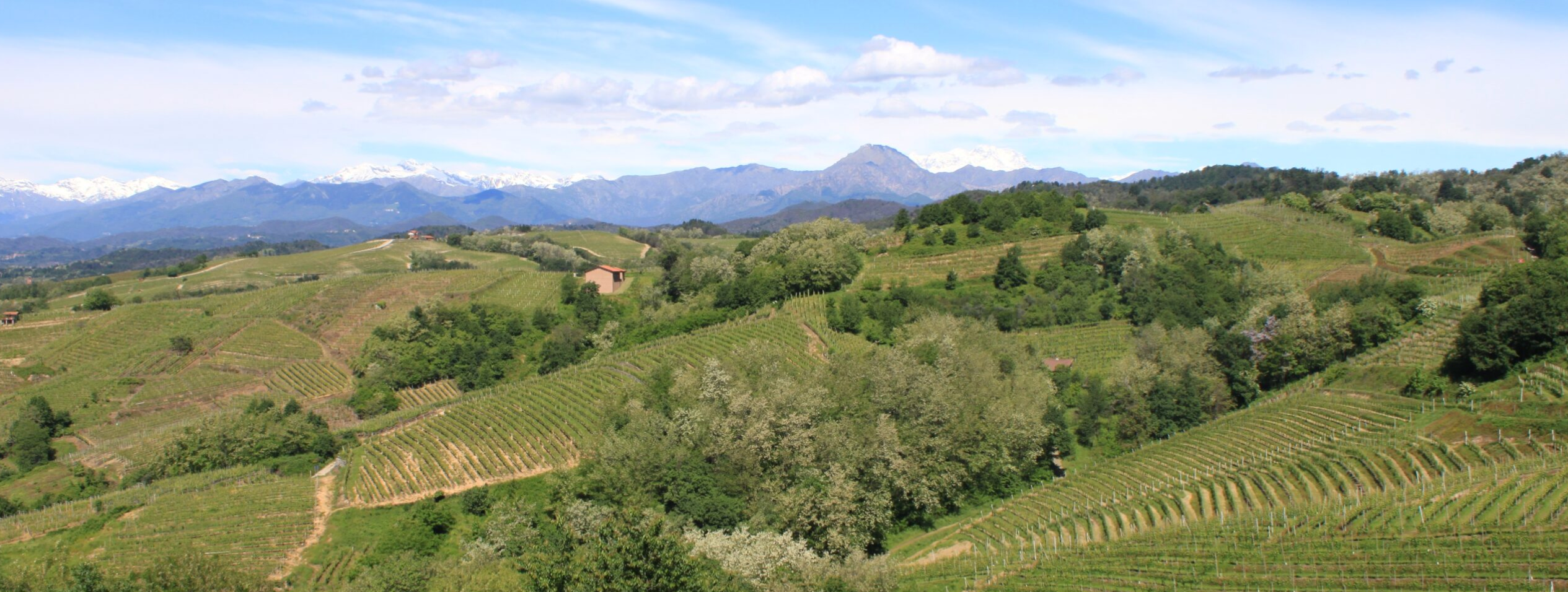 Cantina Sociale di Gattinara vineyards in Italy