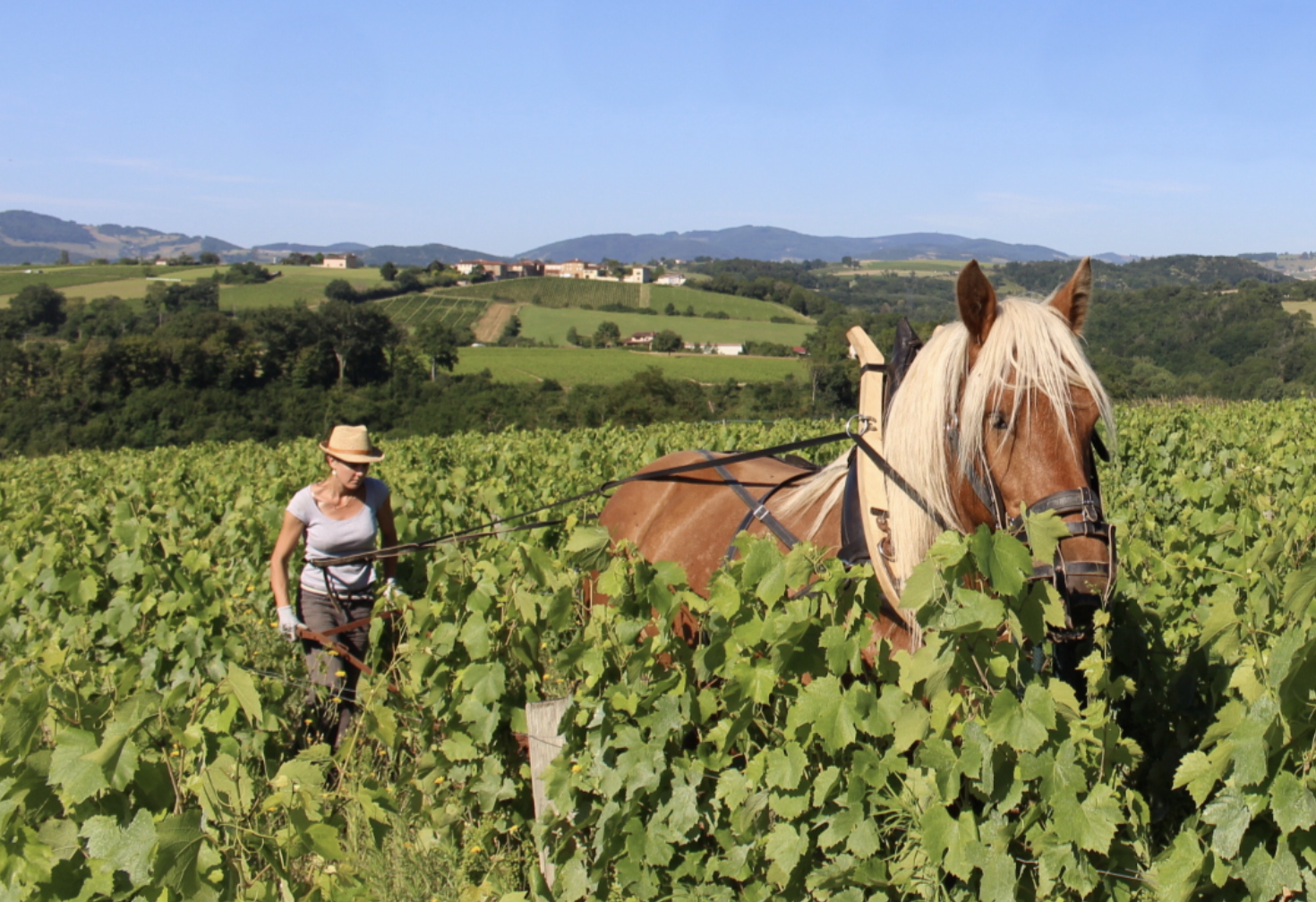 Nathalie Banes, vigneronne in southern Beaujolais, and her horse, Hulet.