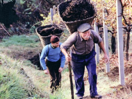 Cantina Sociale di Gattinara historical photo of farmers harvesting grapes